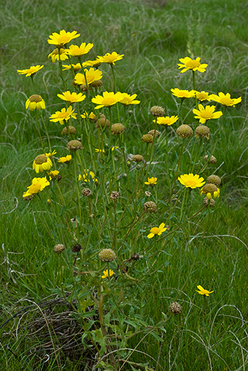 Corn Marigold - Glebionis segetum. Image: Linda Pitkin