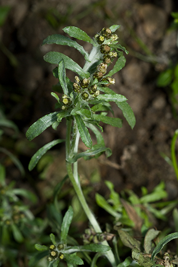 Marsh Cudweed - Gnaphalium uliginosum. Image: Linda Pitkin