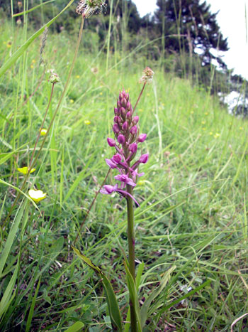 Fragrant Orchid -  Gymnadenia conopsea.  Image: Brian Pitkin