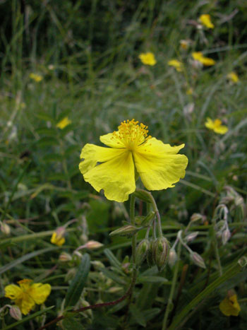 Common Rockrose - Helianthemum chamaecistus.  Image: Brian Pitkin