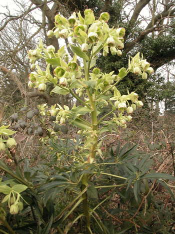 Stinking Hellebore - Helleborus foetidus.  Image: Brian Pitkin