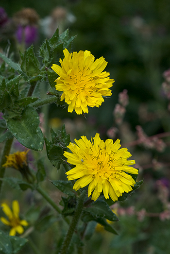 Bristly Oxtongue - Helminthotheca echioides. Image: Linda Pitkin