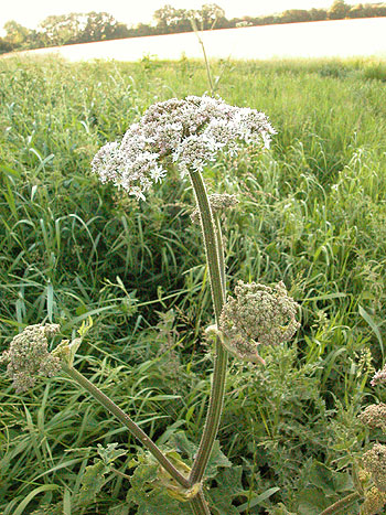 Hogweed - Heracleum sphondylium.  Image: Brian Pitkin