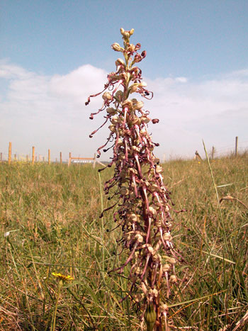 Lizard orchid - Himantoglossum hircinum.  Image: Brian Pitkin