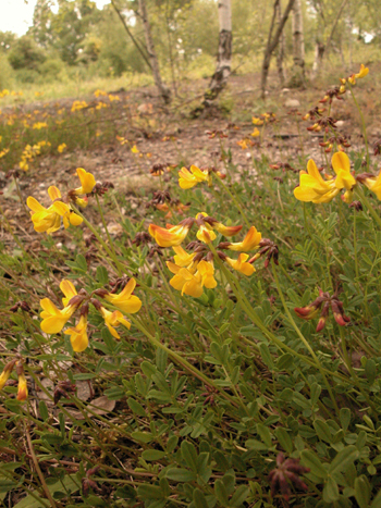 Horseshoe Vetch - Hippocrepis comosa.  Image: Brian Pitkin