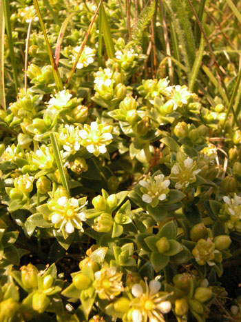 Sea Sandwort - Honckenya peploides.  Image: Brian Pitkin