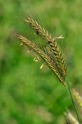 Meadow Barley - Hordeum secalinum. Image: Linda Pitkin