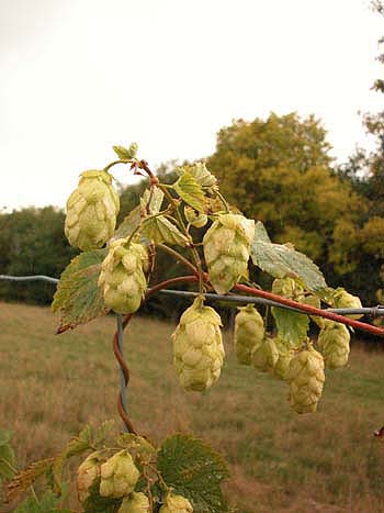 Hop - Humulus lupulus.  Image: Brian Pitkin