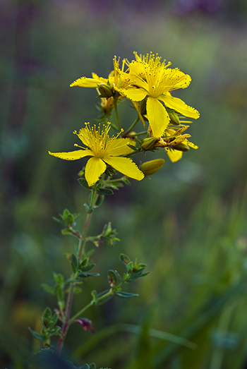 Perforate St John's-wort - Hypericum perforatum. Image: Linda Pitkin