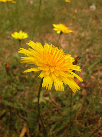 Smooth Cat's-ear - Hypochaeris glabra.  Image: Brian Pitkin