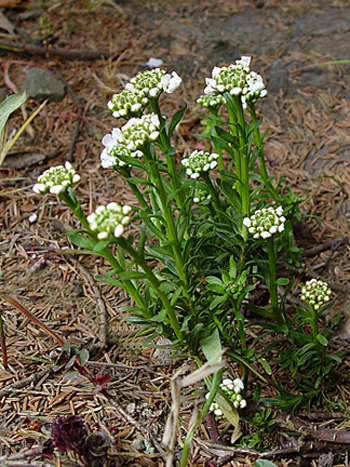 Perennial Cabdytuft - Iberis sempervirens. Image: John Summerville