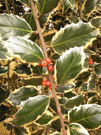 Holly - Ilex aquifolium.Image: Brian Pitkin