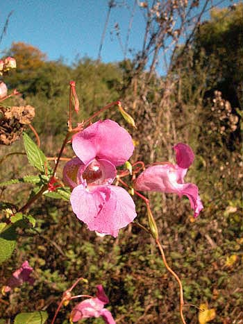 Indian Balsam - Impatiens glandulifera.  Image: Brian Pitkin