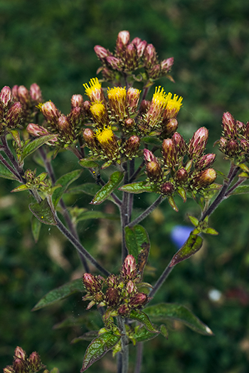 Ploughman's-spikenard - Inula conyzae. Image: Linda Pitkin