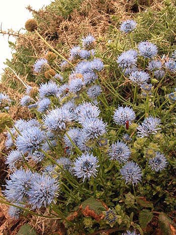 Sheep's-bit - Jasione montana.  Image: Brian Pitkin