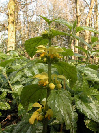 Yellow Archangel - Lamiastrum galeobdolon.  Image: Brian Pitkin