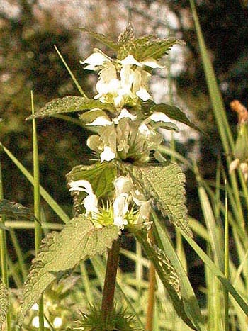 White deadnettle - Lamium album.  Image: Brian Pitkin