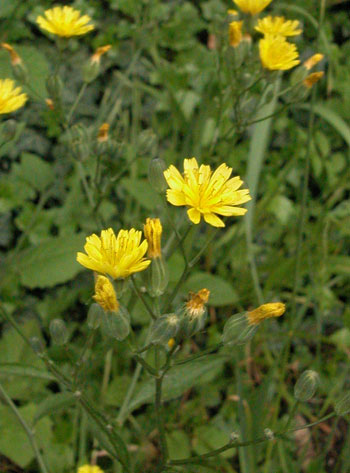 Nipplewort - Lapsana communis.  Image: Brian Pitkin