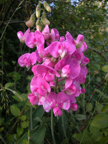 Broad-leaved Everlasting-pea - Lathyrus latifolius.  Image: Brian Pitkin