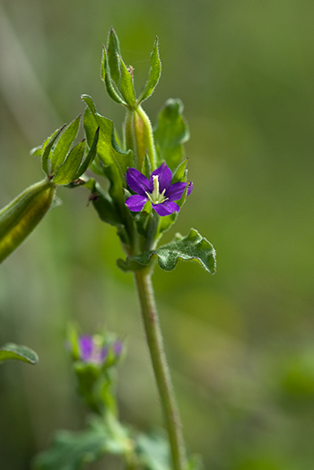 Venus's-looking-glass - Legousia hybrida. Image: Linda Pitkin