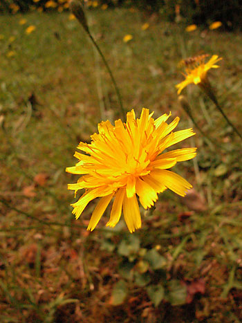 Autumn Hawkbit  - Leontodon autumnalis.  Image: Brian Pitkin