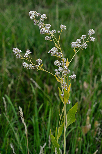 Dittander - Lepidium latifolium. Image: Linda Pitkin