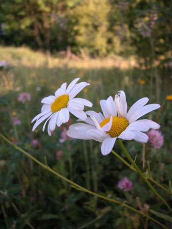 Oxeye Daisy - Leucanthemum  vulgare.  Image: Brian Pitkin