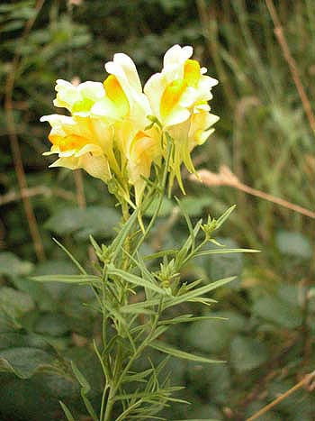 Common Toadflax - Linaria vulgaris.  Image: Brian Pitkin