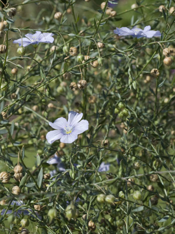 Flax - Linum usitatiissimum.  Image: Brian Pitkin