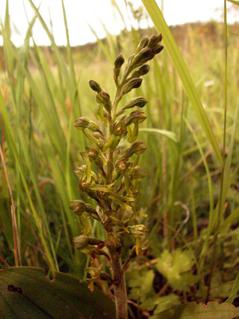 Common Twayblade - Listera ovata  Image: Brian Pitkin