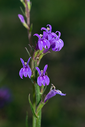 Heath Lobelia - Lobelia urens. Image: Linda Pitkin