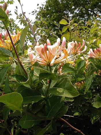 Honeysuckle - Lonicera periclymenum.  Image: Brian Pitkin