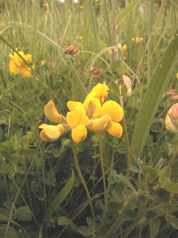 Common Bird's-foot-trefoil - Lotus corniculatus.  Image: Brian Pitkin