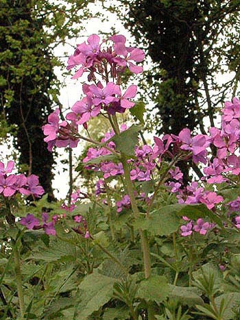 Honesty - Lunaria annua.  Image: Brian Pitkin