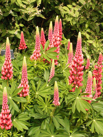 Garden Lupin - Lupinus polyphyllus.  Image: Brian Pitkin