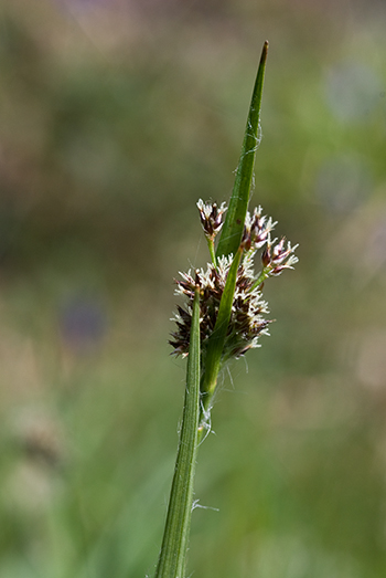 Field Wood-rush - Luzula campestris. Image: Linda Pitkin