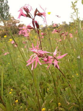 Ragged-Robin - Lychnis flos-cuculi.  Image: Brian Pitkin