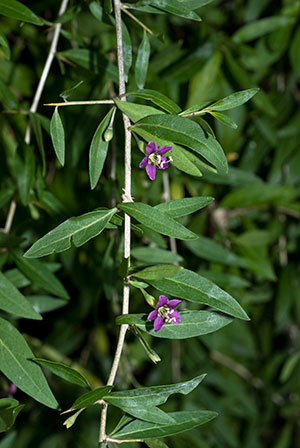 Duke of Argyll's Teaplant -  Lycium barbarum. Image: Linda Pitkin