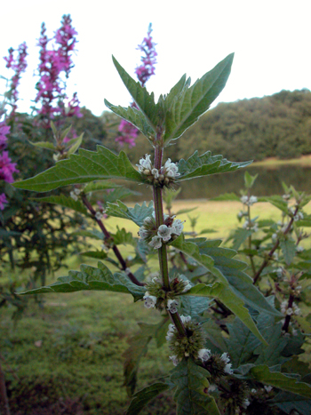Gypsywort - Lycopus europaeus.  Image: Brian Pitkin