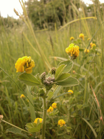 Black Medick - Medicago lupulina.  Image: Brian Pitkin