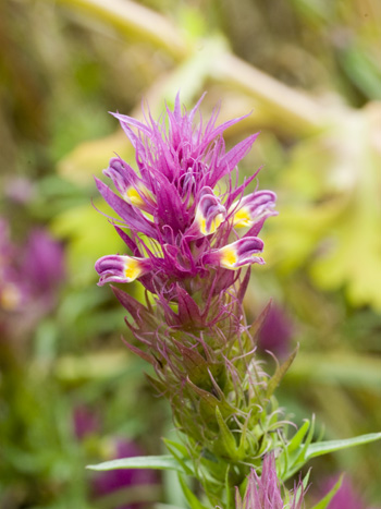 Field Cow-wheat - Melampyrum arvense.  Image: Brian Pitkin