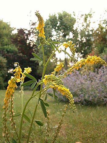 Ribbed Melilot - Melilotus officinalis.  Image: Brian Pitkin