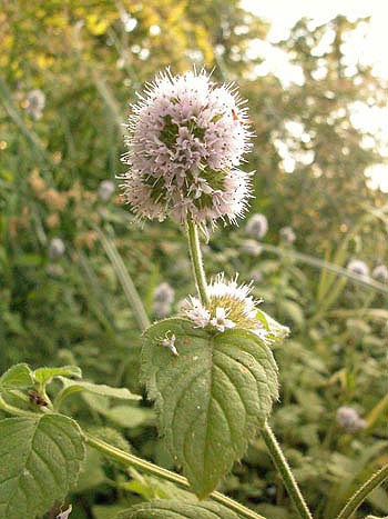 Water Mint - Mentha aquatica.  Image: Brian Pitkin