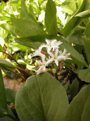 Bogbean - Menyanthes trifoliata.  Image: Brian Pitkin