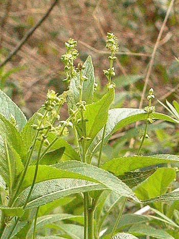 Dog's Mercury - Mercurialis perennis.  Image: Brian Pitkin