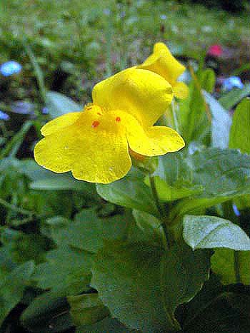 Monkey flower - Mimulus guttatus.  Image: Brian Pitkin