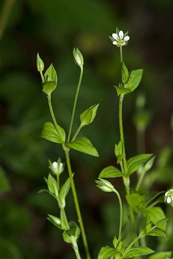 Three-nerved Sandwort - Moehringia trinervia. Image: Linda Pitkin