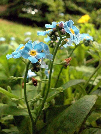 Water Forget-me-not - Myosotis scorpioides.  Image: Brian Pitkin