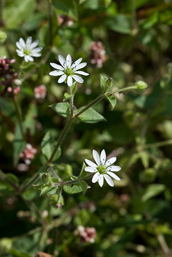 Water Chickweed - Myosoton aquaticum. Image: Linda Pitkin