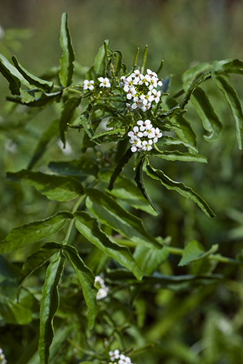 Water-cress - Nasturtium officinale agg. Image: Linda Pitkin